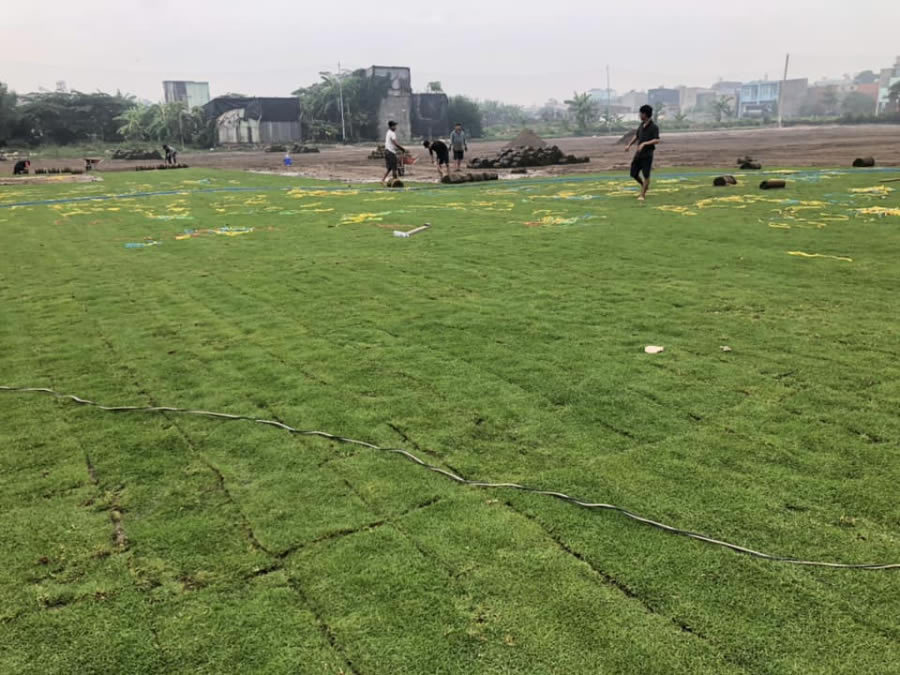 PASPALUM - Hạt giống cỏ chăn nuôi lâu năm