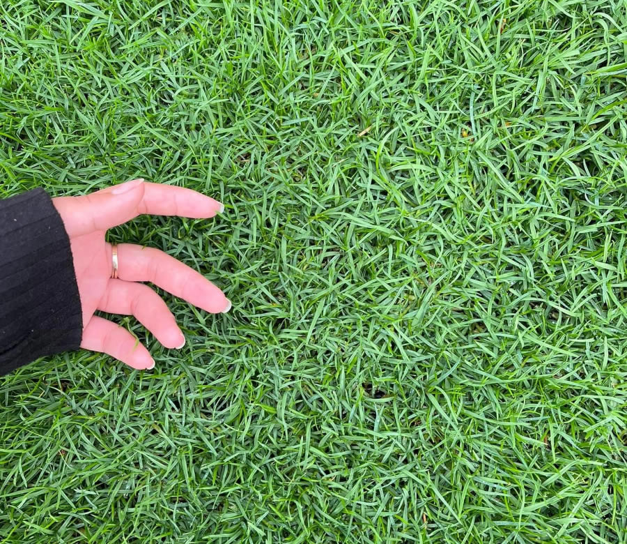 Cung cấp mua bán cỏ paspalum