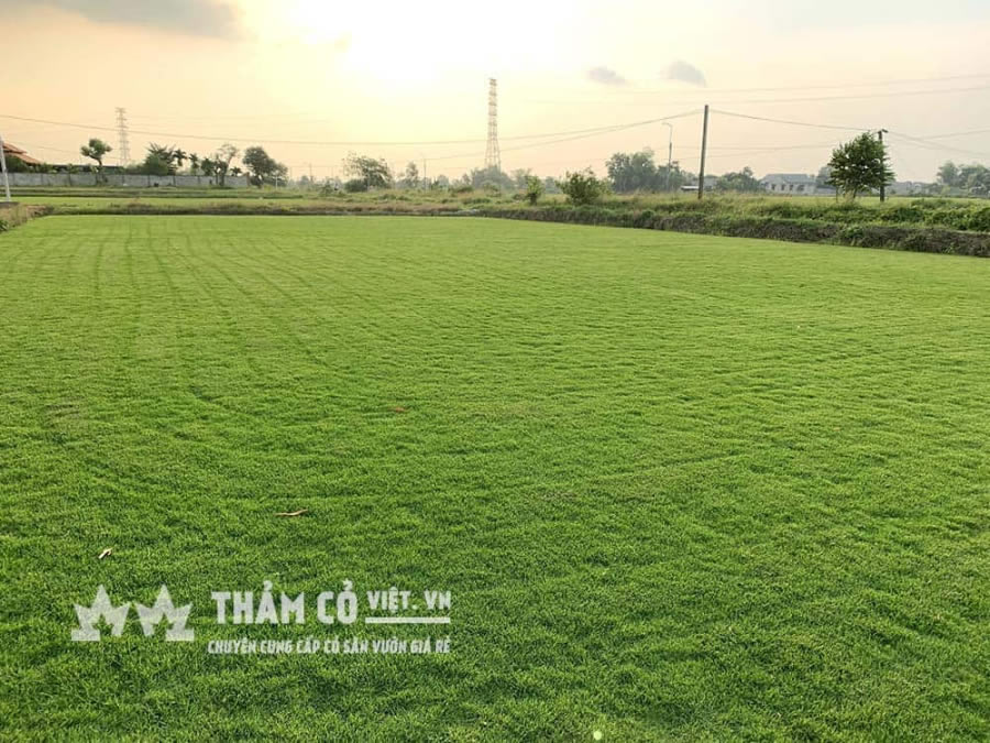 Cỏ Paspalum và cỏ nhung Nhật