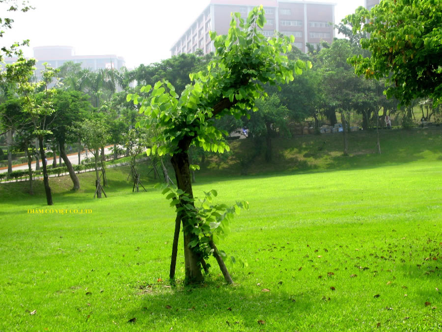 Cỏ lông heo