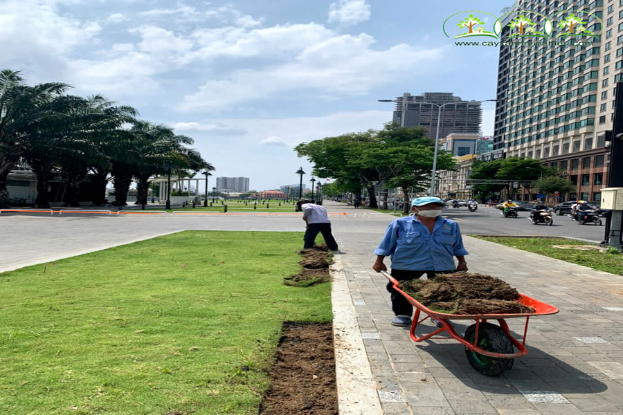 Trồng cỏ tự nhiên sân vườn tại Hà Tĩnh